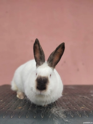 iepuri Uriaș German Gri și California  - imagine 4