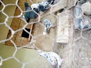 Porumbei voiajori  - imagine 2