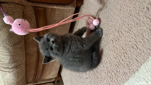 Pisoi British Short Hair - imagine 4