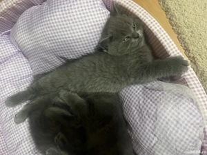 Pisoi British Short Hair - imagine 3