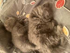 Pisoi British Short Hair - imagine 2