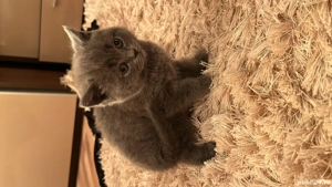 Pisoi British Short Hair - imagine 5