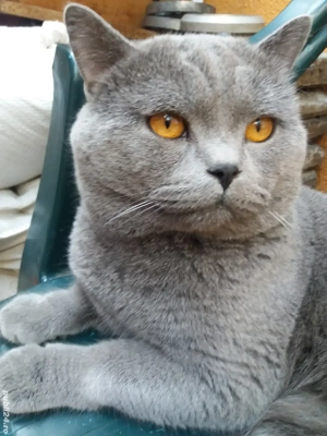 pui de pisica British Bluie Sorthair - imagine 2