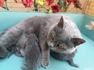 pui de pisica British Bluie Sorthair