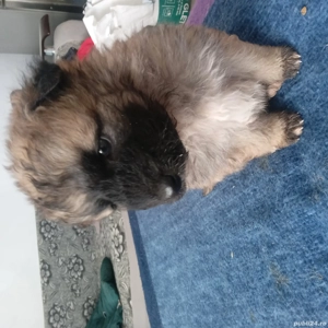 Donez catelusi  - imagine 2