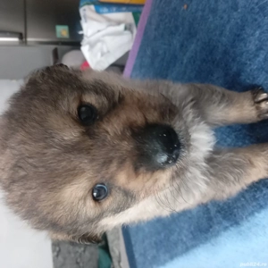 Donez catelusi  - imagine 4