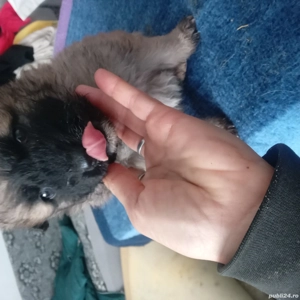 Donez catelusi  - imagine 3