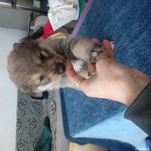 Donez catelusi  - imagine 5