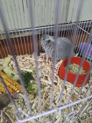 Veverita degu - imagine 4