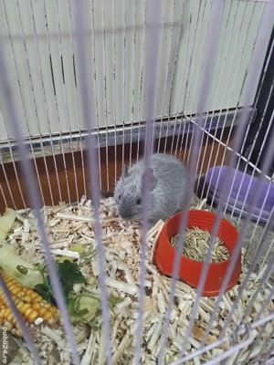 Veverita degu - imagine 3