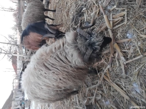 schimb berbec de anu trecut pe oaie 