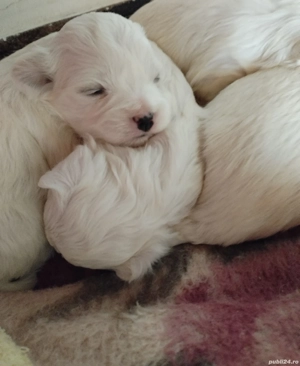 Bichon maltez foarte dragalasi