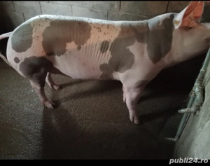Scroafă de vânzare  - imagine 3