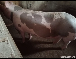 Scroafă de vânzare 