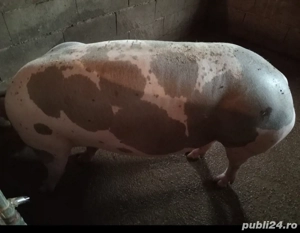 Scroafă de vânzare 