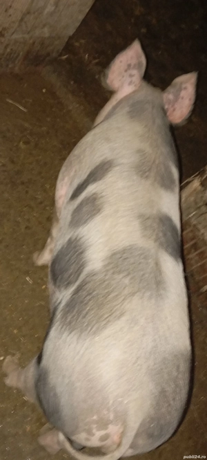 Porci pietrean. Ultimi 2 disponibili  - imagine 5