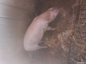 Vand o scrofita  - imagine 3