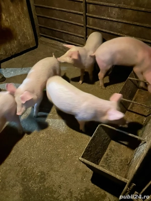Vînd purcei - imagine 2