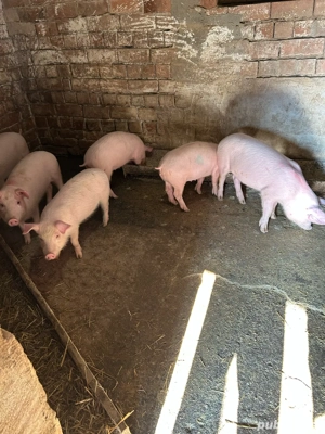 Vind purcei - imagine 2