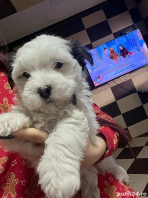 Bichon Havanez, mascul, 7 saptamani 