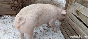 purcea de vânzare  - imagine 2