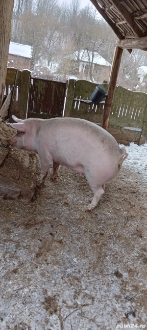 purcea de vânzare  - imagine 5