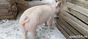 purcea de vânzare  - imagine 3
