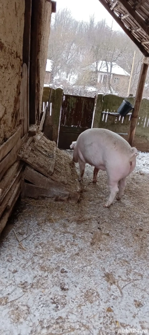 purcea de vânzare  - imagine 4