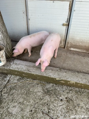 Vînd purcei - imagine 2