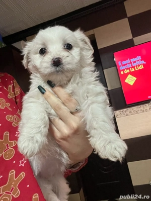 Bichon maltez, femela  - imagine 3