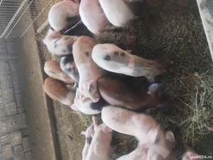 vând purcei 13 săptămâni  - imagine 2