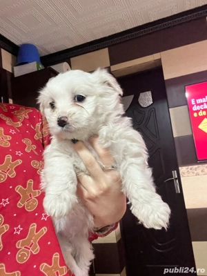 Bichon maltez, femela  - imagine 2