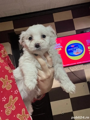 Bichon maltez, femela 