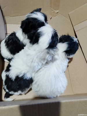 bishonii havanez  - imagine 3