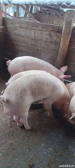 Grasuni de vânzare  - imagine 5