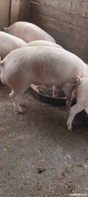 Grasuni de vânzare  - imagine 2