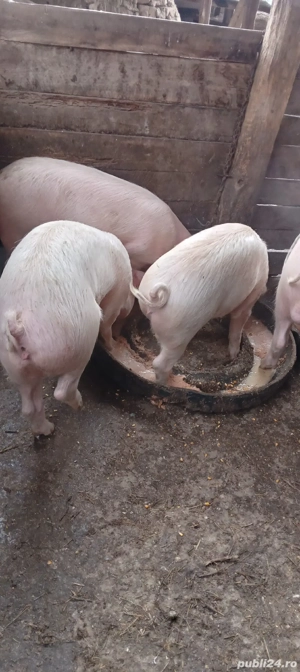 Grasuni de vânzare  - imagine 3
