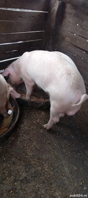 Grasuni de vânzare  - imagine 4