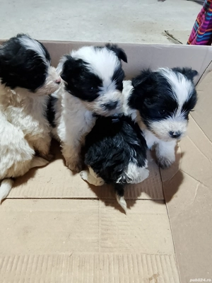 bishonii havanez  - imagine 4