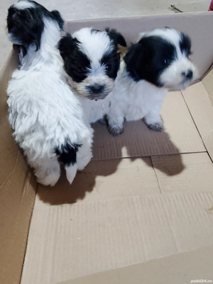 bishonii havanez  - imagine 2