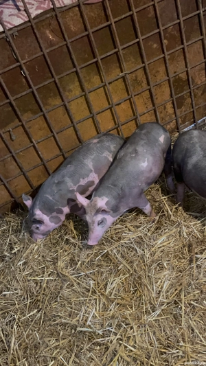 Vând o scrofița pietrain belgian  - imagine 2