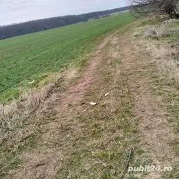 Teren lipia ilfov langa padure 3800 mp-Proprietar