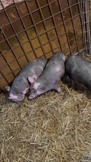 Vând o scrofița pietrain belgian  - imagine 3