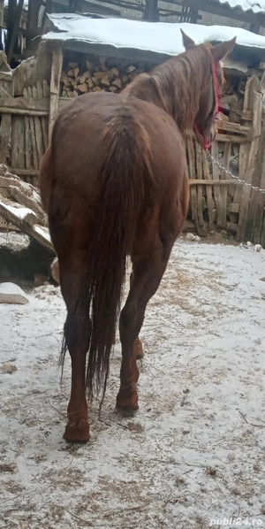 cal de vanzare  - imagine 5