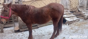 cal de vanzare  - imagine 4