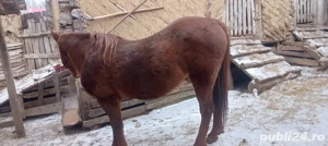 cal de vanzare  - imagine 2