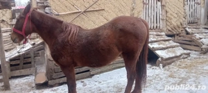 cal de vanzare  - imagine 3