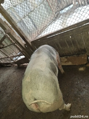 vand porc pietrain  - imagine 3