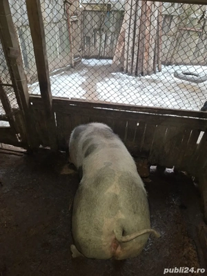 vand porc pietrain  - imagine 4
