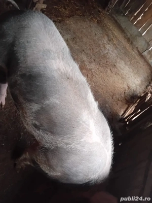 vand porc pietrain  - imagine 2